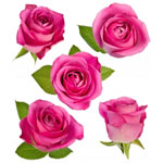 Розы-бутоны розовые