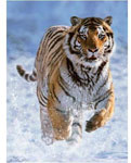 «Тигр на снегу» 500 шт