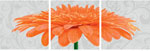 Триптих хризантема крупноцветковая оранжевая, 40х120 см