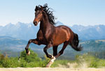 Лошадь (1500 шт)