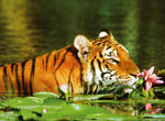 «Тигр в лилиях» 500 шт