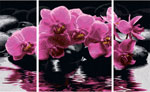 Триптих Орхидеи, 50х80 см