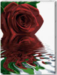 Отражение розы, холст, 60х80 см