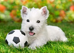 Белый щенок с мячом (60 шт)