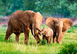 Семья слонов (500 шт)