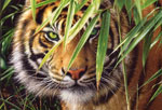 Тигр (1500 шт)
